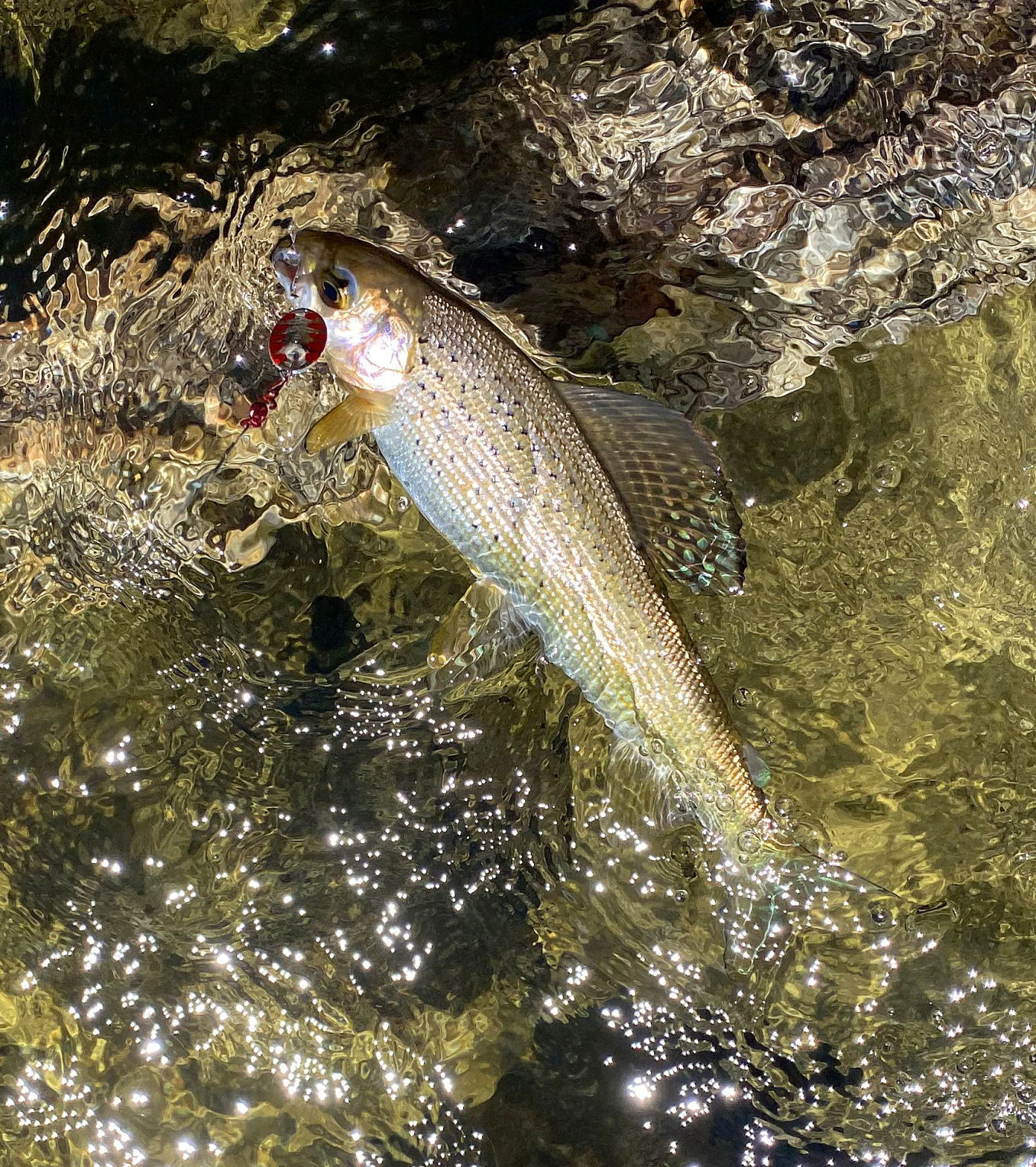 Wild fish